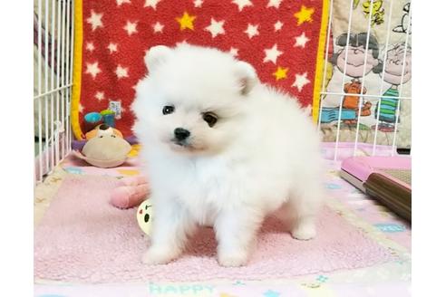 成約済の秋田県のポメラニアン-59704の5枚目