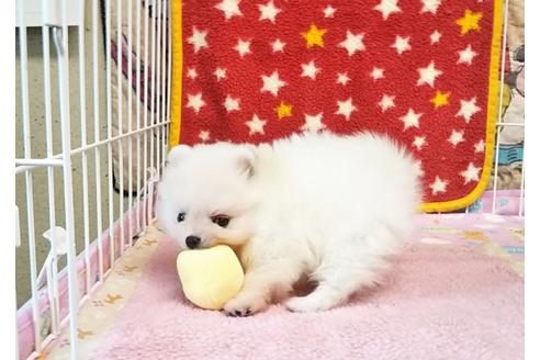 成約済の秋田県のポメラニアン-59704の4枚目