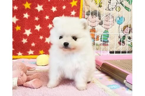 成約済の秋田県のポメラニアン-59704の3枚目