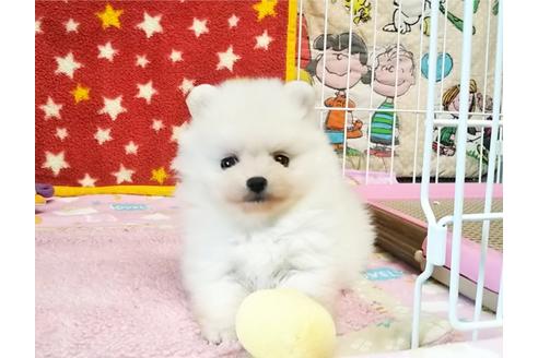 成約済の秋田県のポメラニアン-59704の2枚目