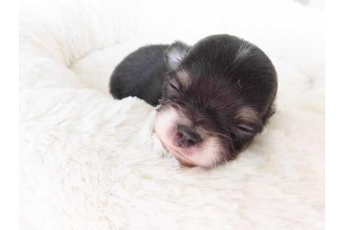 成約済の福岡県のチワワ(ロングコート)-59724の1枚目