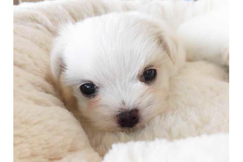 成約済の福岡県のマルチーズ-59728の1枚目