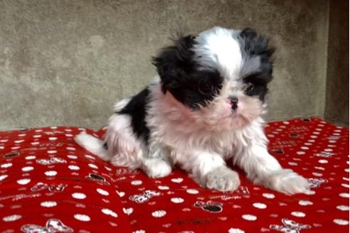 成約済の山梨県のミックス犬-59730の1枚目