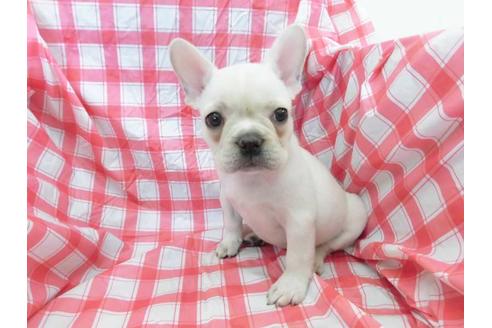 成約済の福岡県のフレンチブルドッグ-59731の1枚目