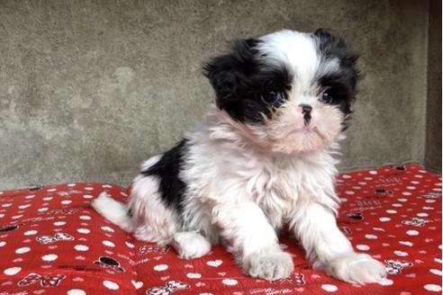 成約済の山梨県のミックス犬-59730の5枚目