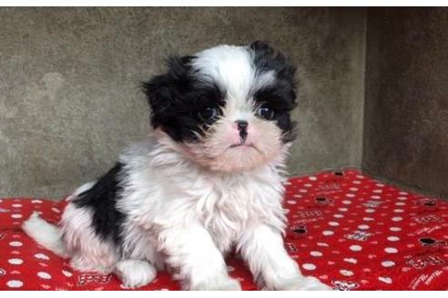 成約済の山梨県のミックス犬-59730の3枚目