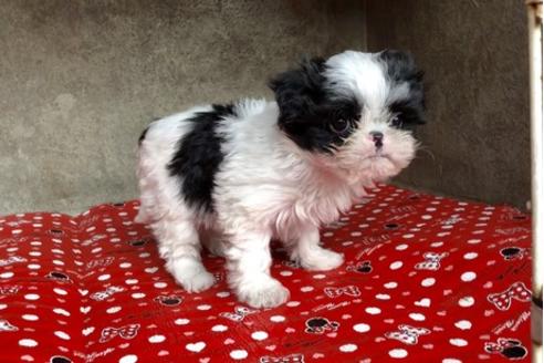 成約済の山梨県のミックス犬-59730の2枚目