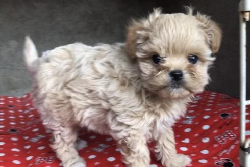 成約済の山梨県のミックス犬-59732の1枚目