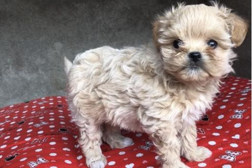 成約済の山梨県のミックス犬-59732の5枚目