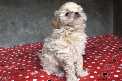成約済の山梨県のミックス犬-59732の3枚目