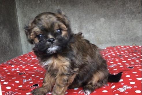 成約済の山梨県のミックス犬-59733の1枚目