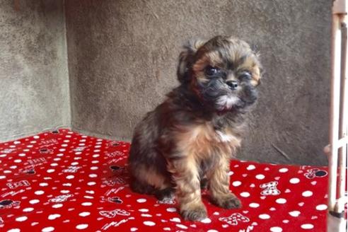成約済の山梨県のミックス犬-59733の4枚目