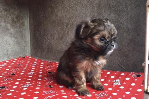 成約済の山梨県のミックス犬-59733の3枚目
