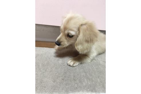 成約済の広島県のミニチュアダックスフンド(ロングヘアード)-59758の8枚目