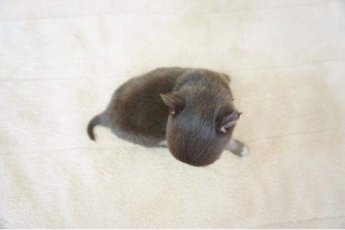 成約済の奈良県のチワワ(ロングコート)-59778の1枚目