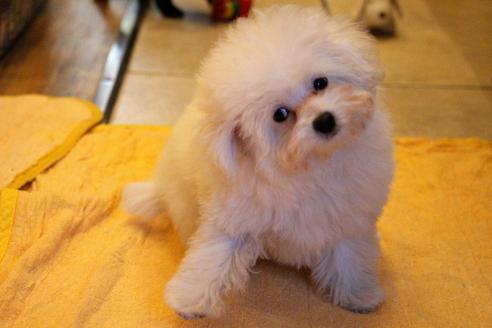 成約済の愛知県のトイプードル-55451の13枚目