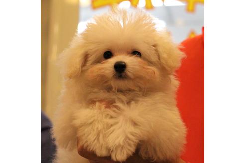 成約済の愛知県のトイプードル-55451の12枚目