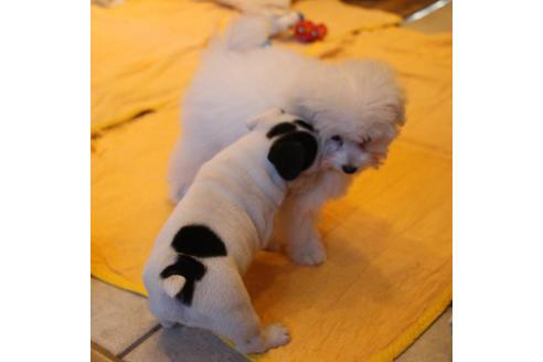 成約済の愛知県のトイプードル-55451の11枚目