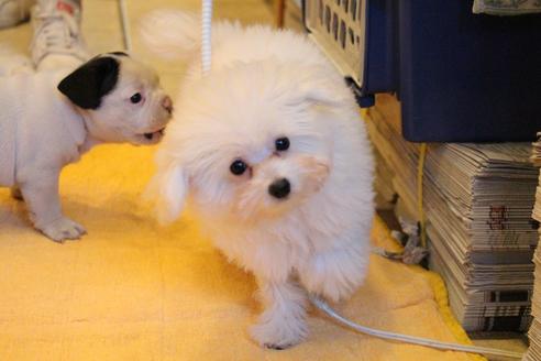 成約済の愛知県のトイプードル-55451の10枚目