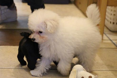 成約済の愛知県のトイプードル-55451の8枚目