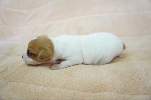 成約済の奈良県のジャックラッセルテリア-59781の3枚目