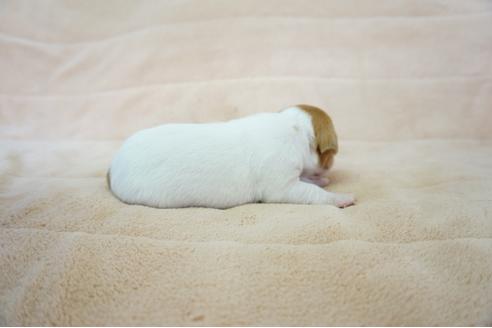 成約済の奈良県のジャックラッセルテリア-59781の2枚目