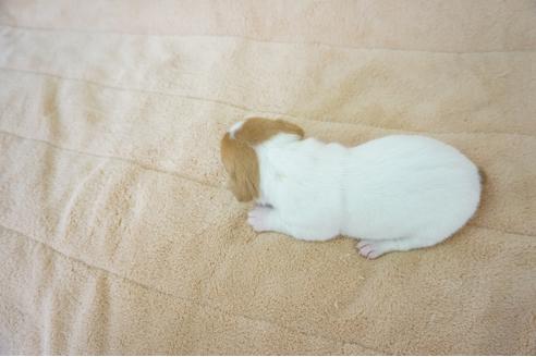 成約済の奈良県のジャックラッセルテリア-59781の1枚目