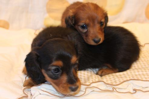 成約済の愛知県のカニンヘンダックスフンド(ロングヘアード)-58270の20枚目