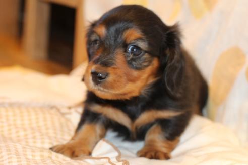 成約済の愛知県のカニンヘンダックスフンド(ロングヘアード)-58270の18枚目