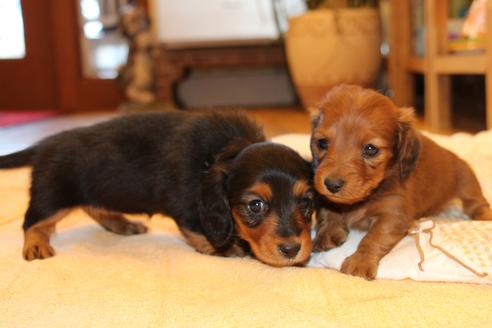 成約済の愛知県のカニンヘンダックスフンド(ロングヘアード)-58270の17枚目