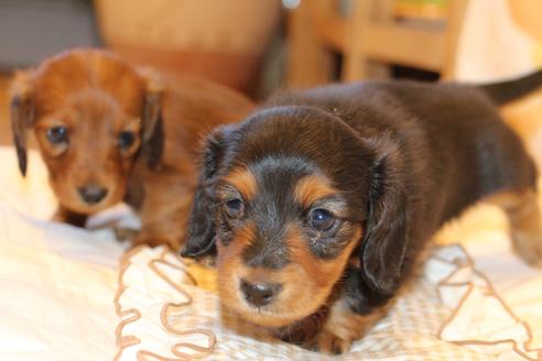 成約済の愛知県のカニンヘンダックスフンド(ロングヘアード)-58270の16枚目