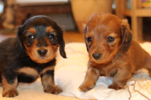 成約済の愛知県のカニンヘンダックスフンド(ロングヘアード)-58269の19枚目