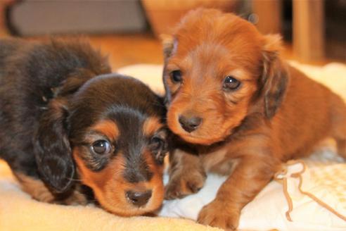 成約済の愛知県のカニンヘンダックスフンド(ロングヘアード)-58269の17枚目