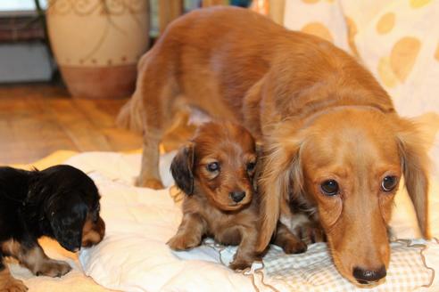 成約済の愛知県のカニンヘンダックスフンド(ロングヘアード)-58269の16枚目