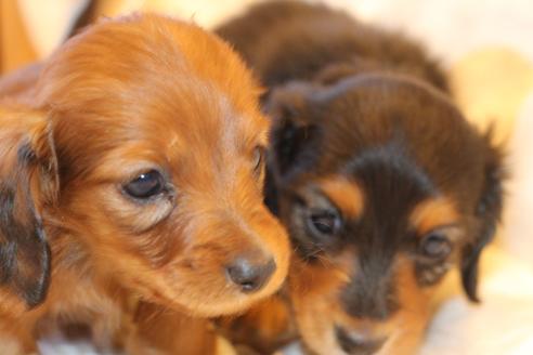 成約済の愛知県のカニンヘンダックスフンド(ロングヘアード)-58269の15枚目