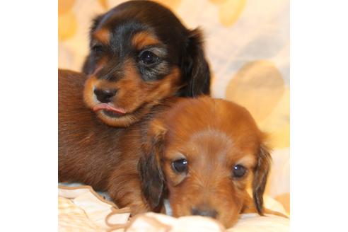 成約済の愛知県のカニンヘンダックスフンド(ロングヘアード)-58269の14枚目