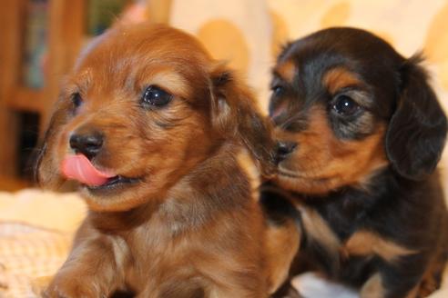 成約済の愛知県のカニンヘンダックスフンド(ロングヘアード)-58269の13枚目