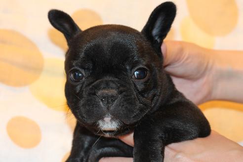 成約済の愛知県のフレンチブルドッグ-58302の12枚目