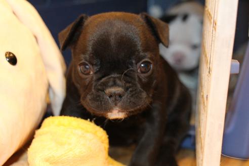 成約済の愛知県のフレンチブルドッグ-58302の11枚目