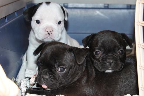 成約済の愛知県のフレンチブルドッグ-58302の10枚目