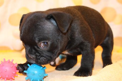 成約済の愛知県のフレンチブルドッグ-58303の18枚目