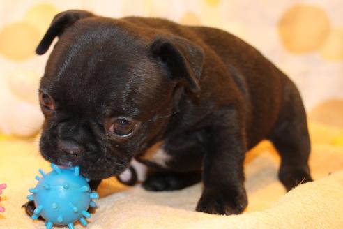 成約済の愛知県のフレンチブルドッグ-58303の17枚目