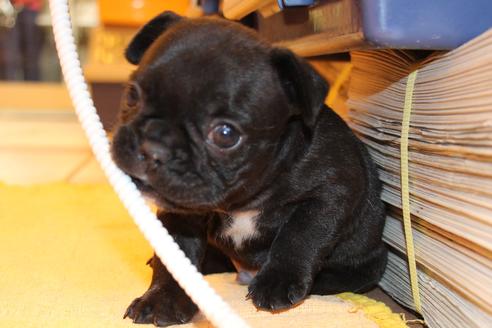 成約済の愛知県のフレンチブルドッグ-58303の16枚目