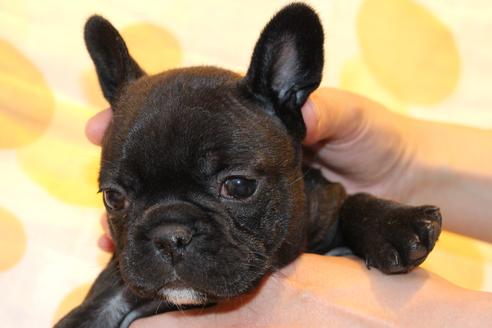 成約済の愛知県のフレンチブルドッグ-58303の15枚目