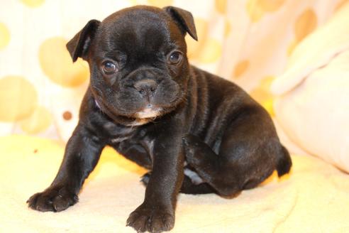 成約済の愛知県のフレンチブルドッグ-58303の14枚目