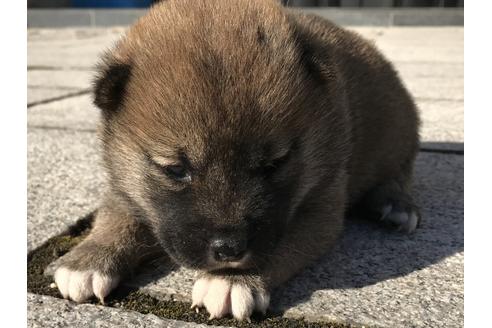 成約済の長崎県の柴犬-59798の10枚目