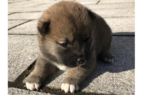 成約済の長崎県の柴犬-59798の9枚目