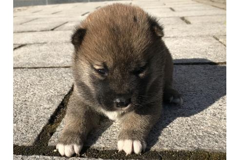 成約済の長崎県の柴犬-59798の8枚目