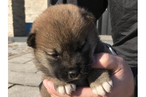 成約済の長崎県の柴犬-59798の6枚目