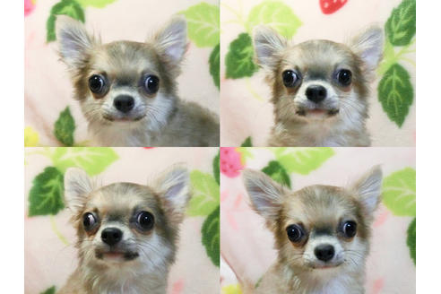 成約済の千葉県のチワワ(ロングコート)-59799の6枚目